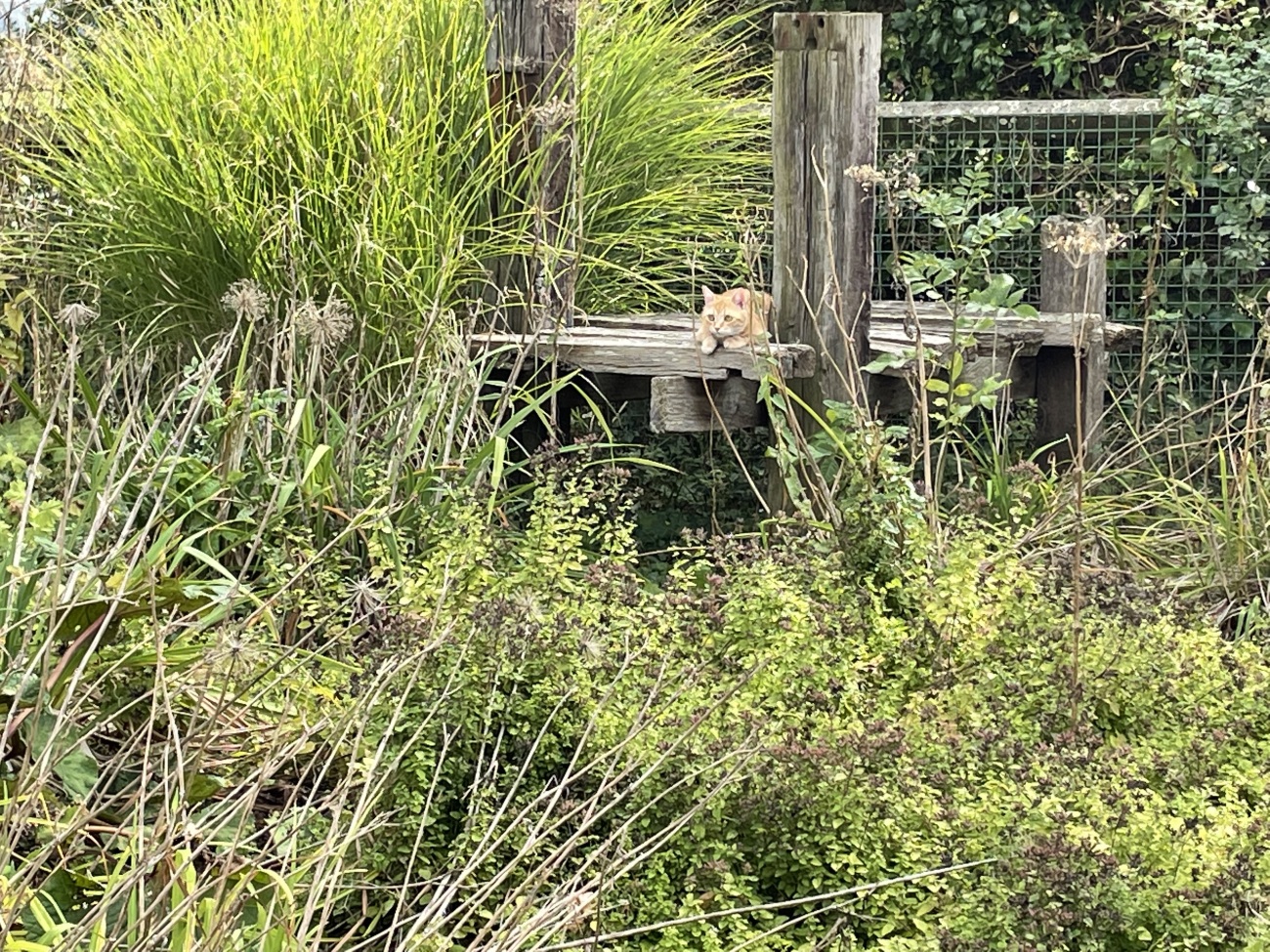 Apprendre le Pak Sao - Payant